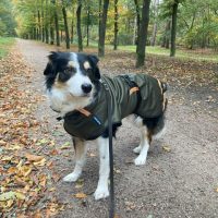 Rainy softshell - SuperFurDogs
